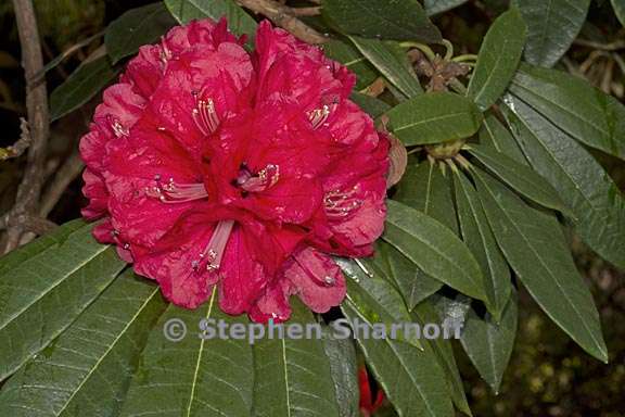 rhododendron arboreum ssp delavayi  1 graphic